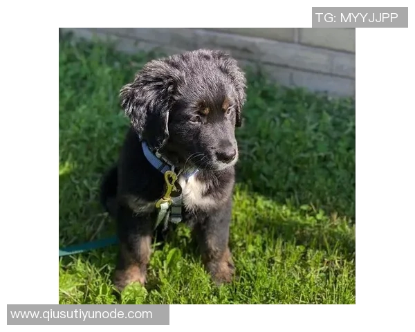 张伯霖分享摇篮舞庆祝喜讯家中爱犬迎来两只可爱小狗出生 张伯霖分享摇篮舞庆祝喜讯家中爱犬迎来两只可爱小狗出生